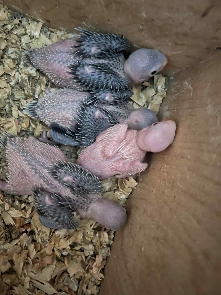 Ring necks para acabar de criar a mão