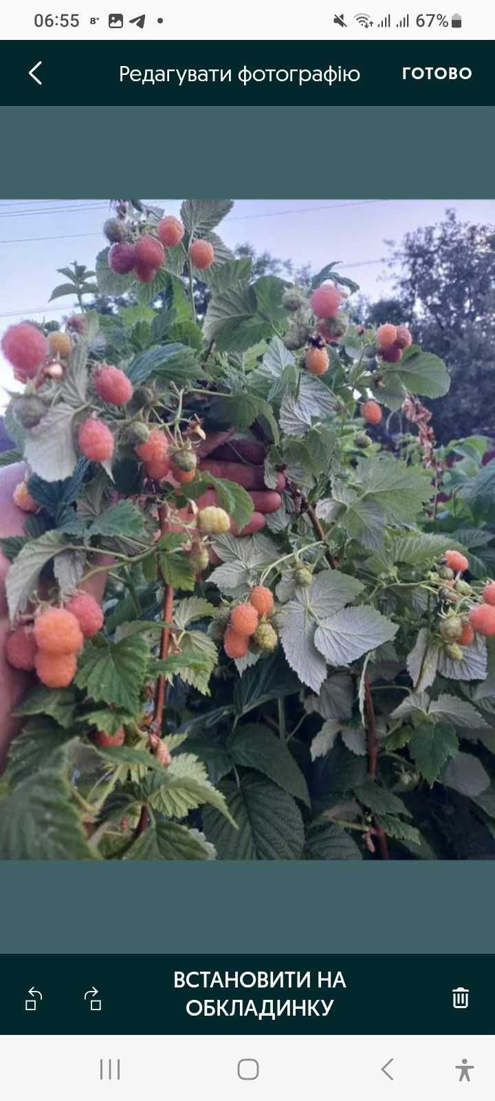 Малина Ранкова роса