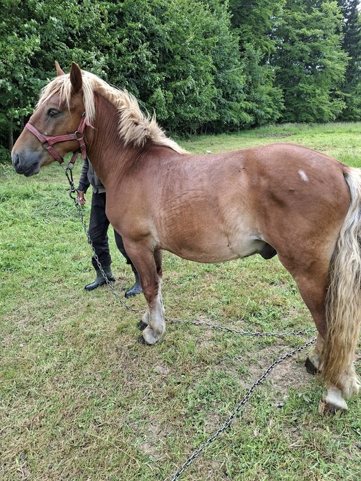 Sprzedam  ogierka zimnokrwistego