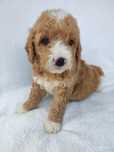 Mini Goldendoodle F1b