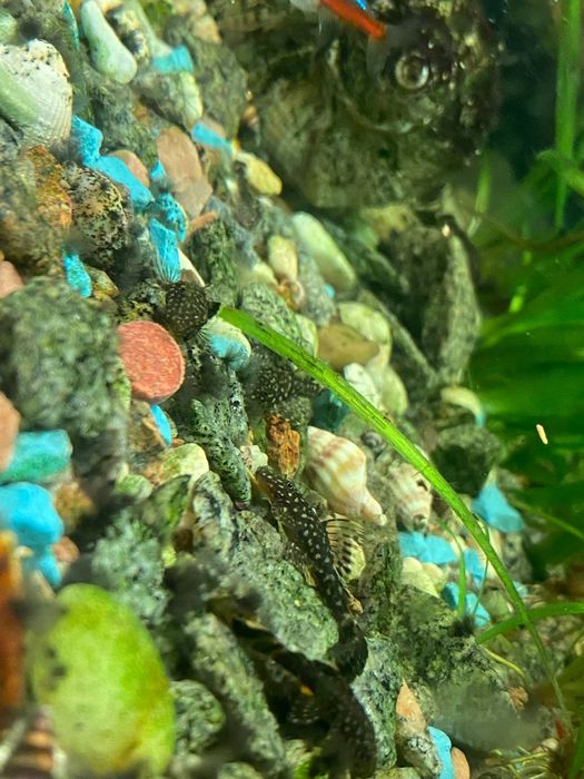 Анциструс — сом акваріумний