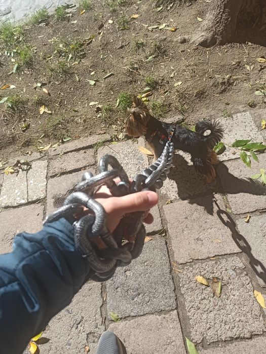 Цепь поводок, Повідець ланцюг