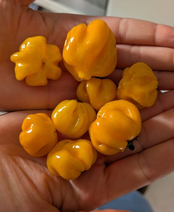 Pitanga Amarela – Capsicum baccatum