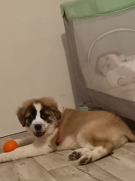 Oddam psa w dobre ręce