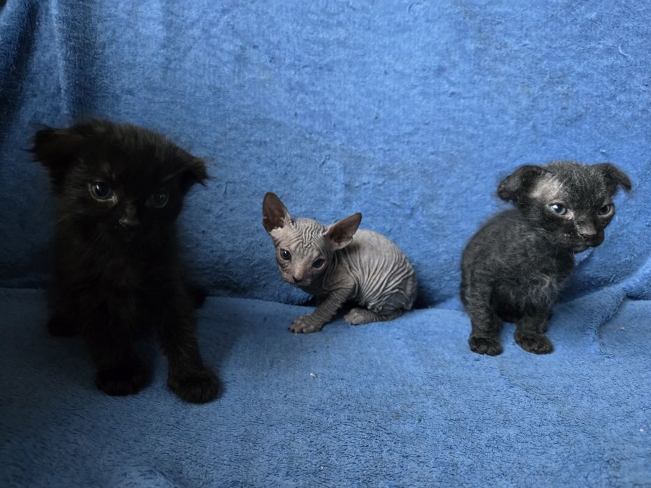 Кошенята сфінкс браш донський український левкой