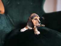 BEAGLE-rodowód FCI/ZKwP ,mniejsza w typie, po champ.