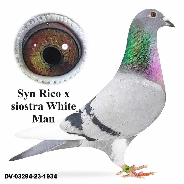 Gołębie pocztowe Inbred Olimpic Rico 1 as Belgii