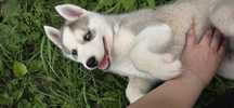 Siberian Husky- cudowny Balou !