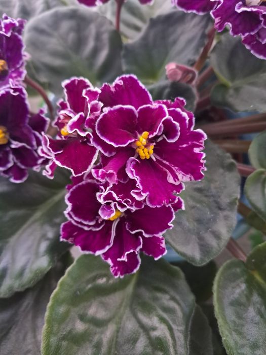 Фіалки дорослі сортові