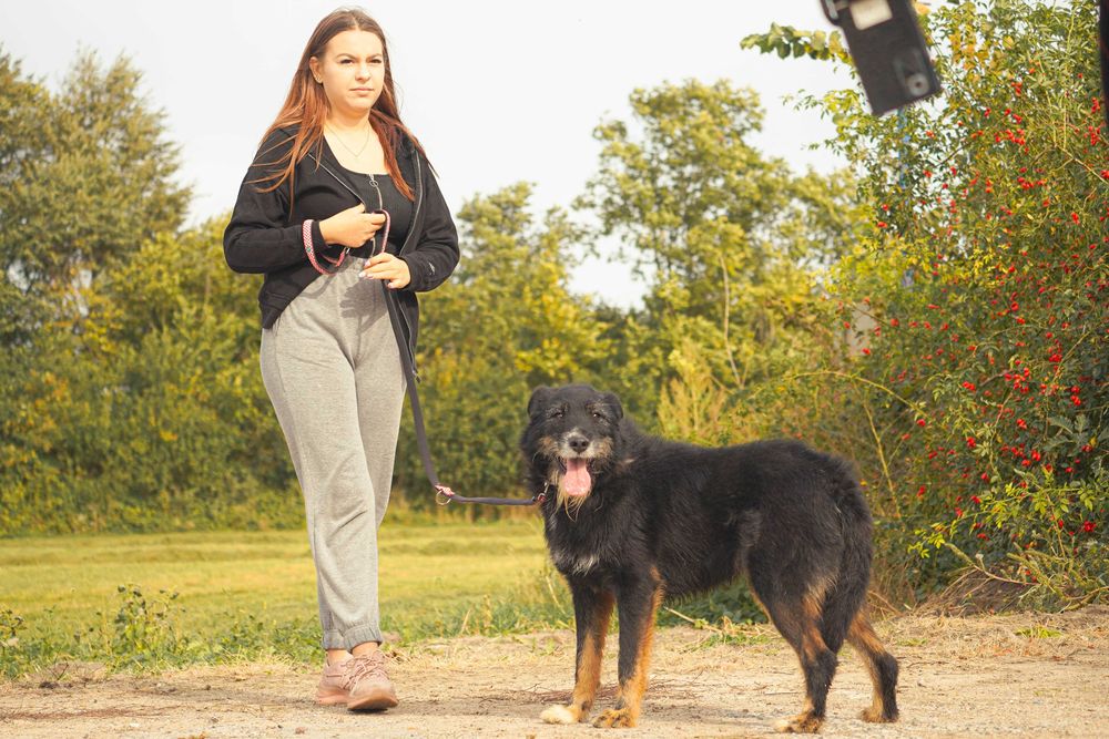 Amo - piękny, szorstkowłosy pies szuka domu