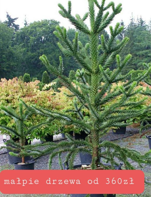 Laurowiśnia novita 200cm. Sosna Bonsai Niwaki szmaragda klon katalpa .