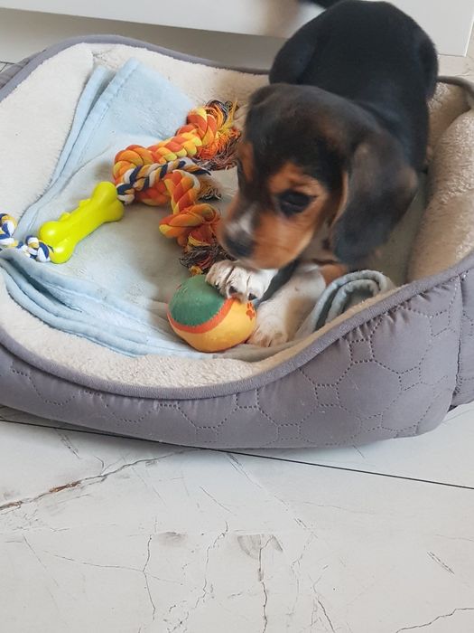 Beagle tricolor "FADO"