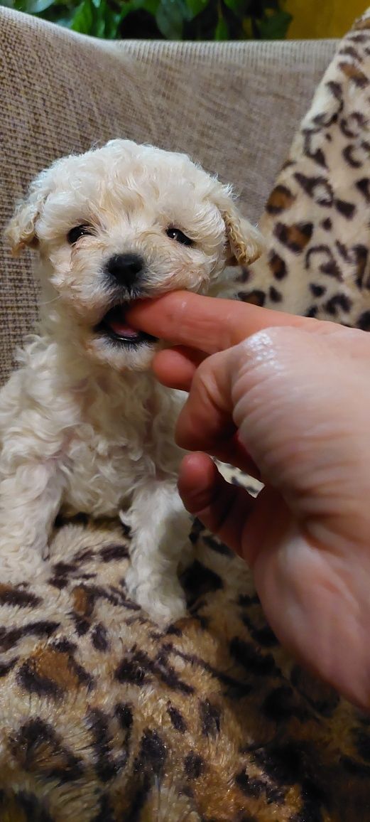 Bichpoo suczka , bichon fris I pudel toy.