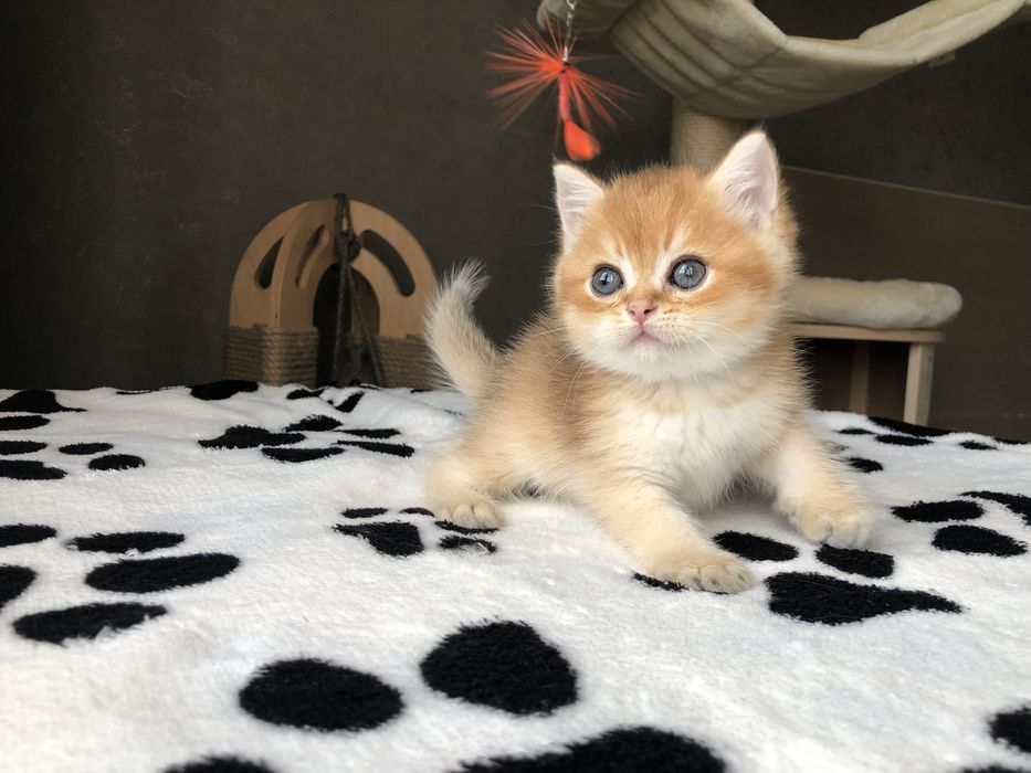 Золотий шиншиловий  Izum