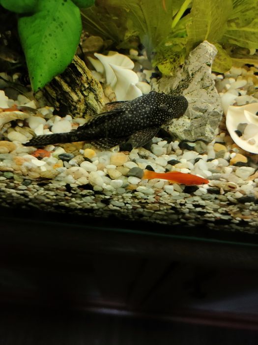 Glonojady -  od 1,5 do 8 cm