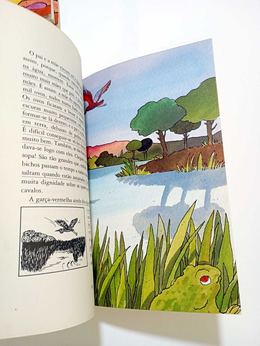 O Sapo Francisquinho - Clara Pinto Correia