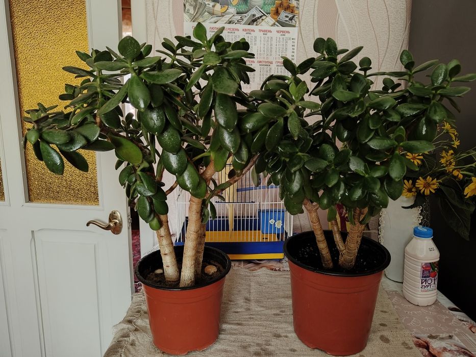 Продам комнатное растение денежное дерево