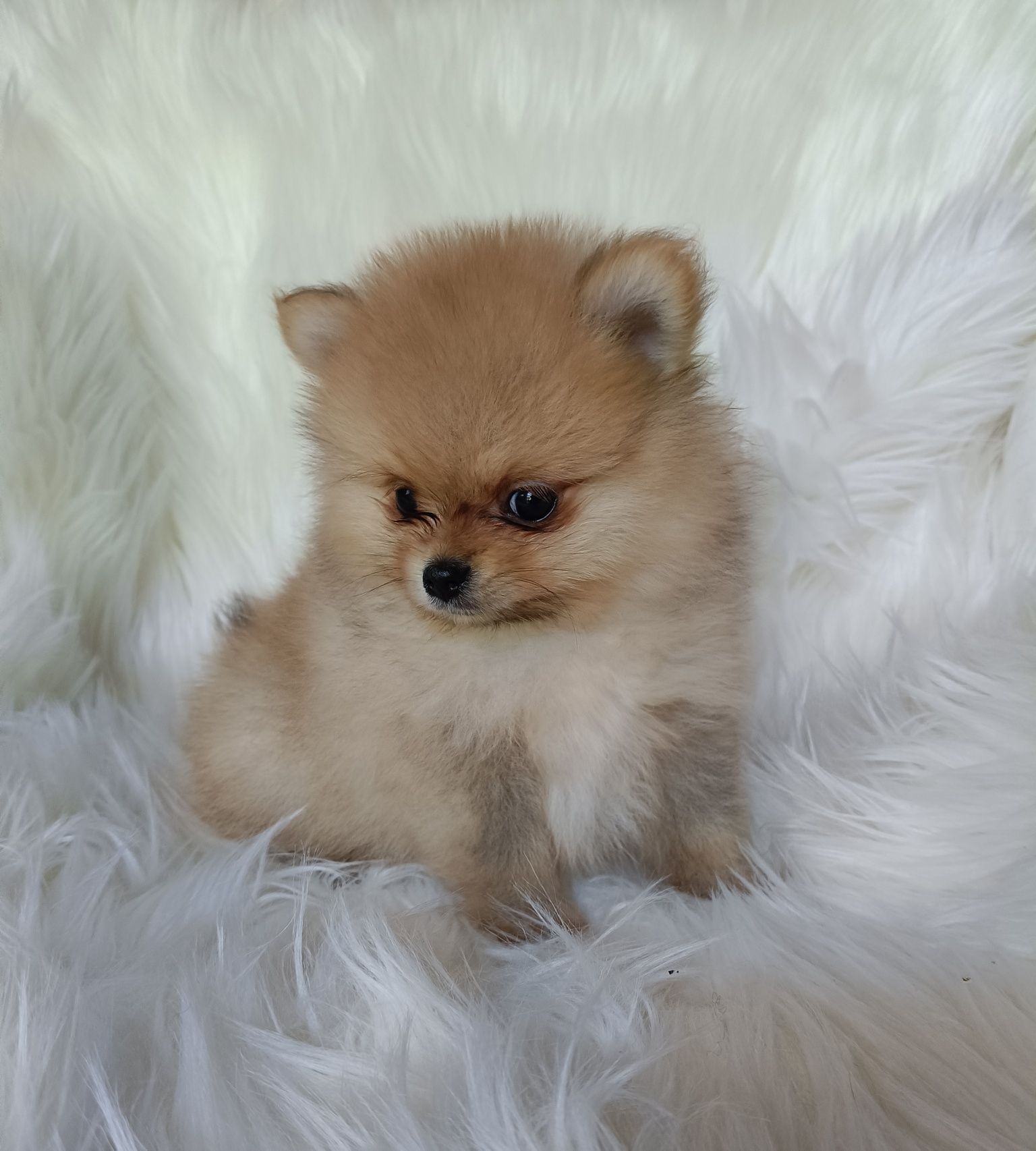 Szpic miniaturowy pomeranian piesek xs