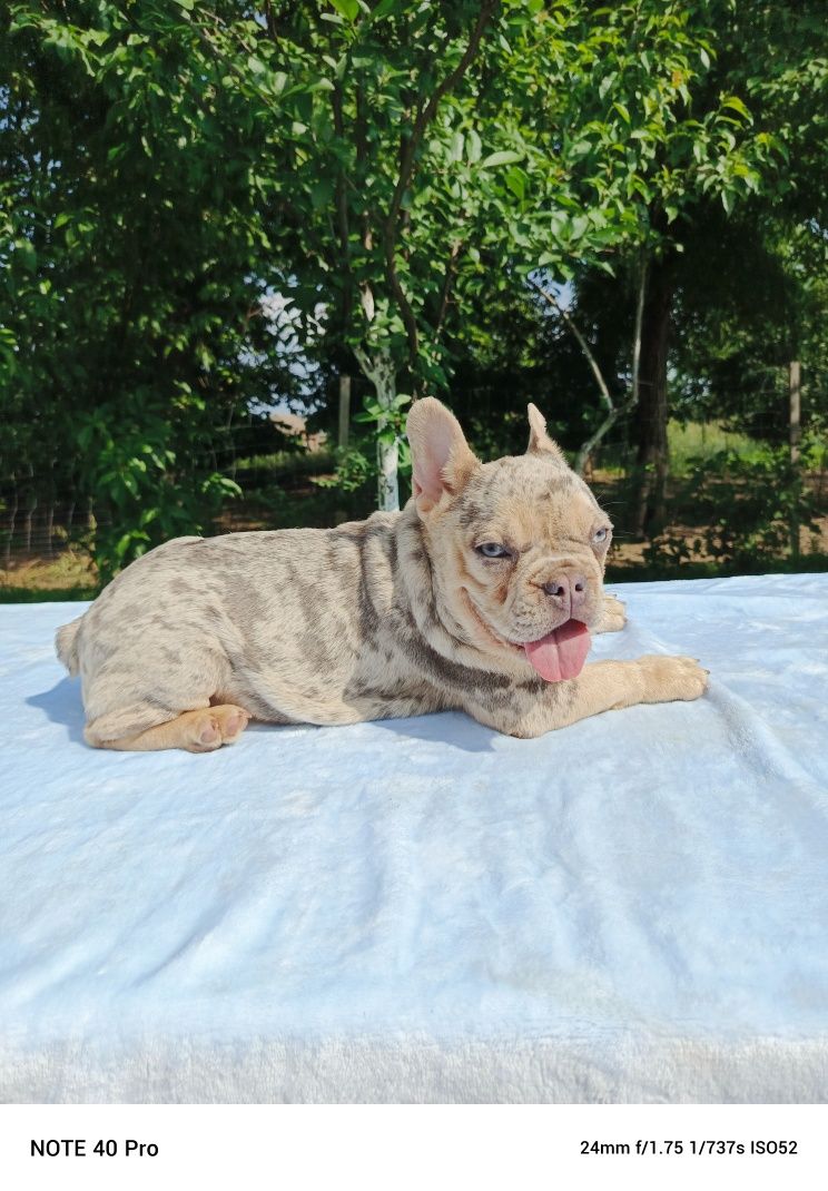 Buldog francuski