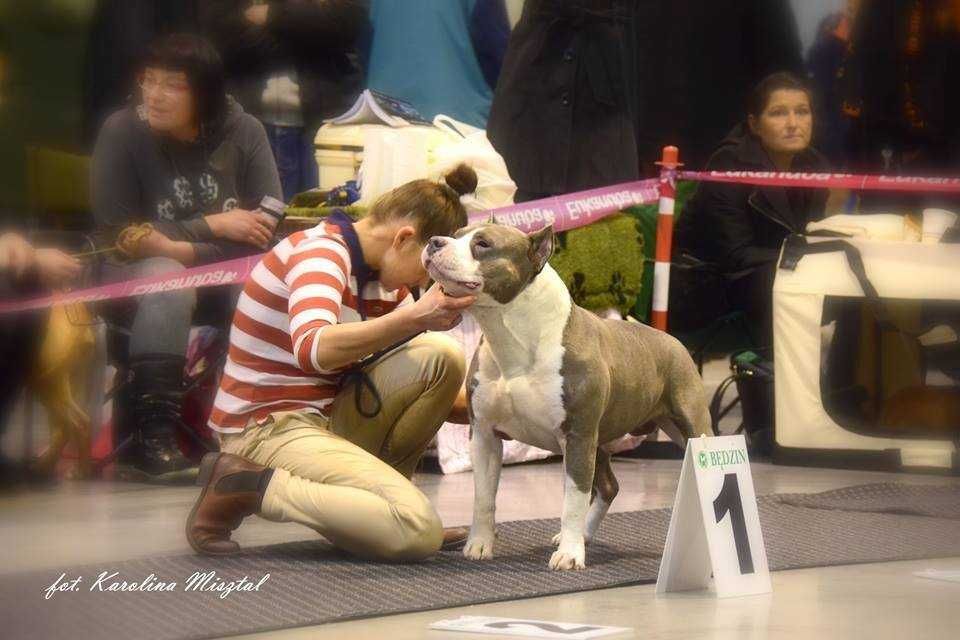American Staffordshire Terrier ZKwP Amstaff FCI, mocny błękitny samiec
