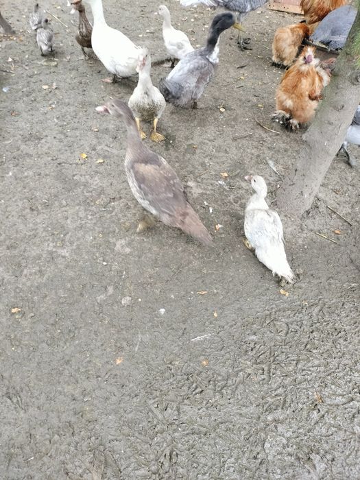 Kaczki drób staropolskie piżmowe  francuskie dworki