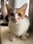 Karmel - mlody kocurek do adopcji