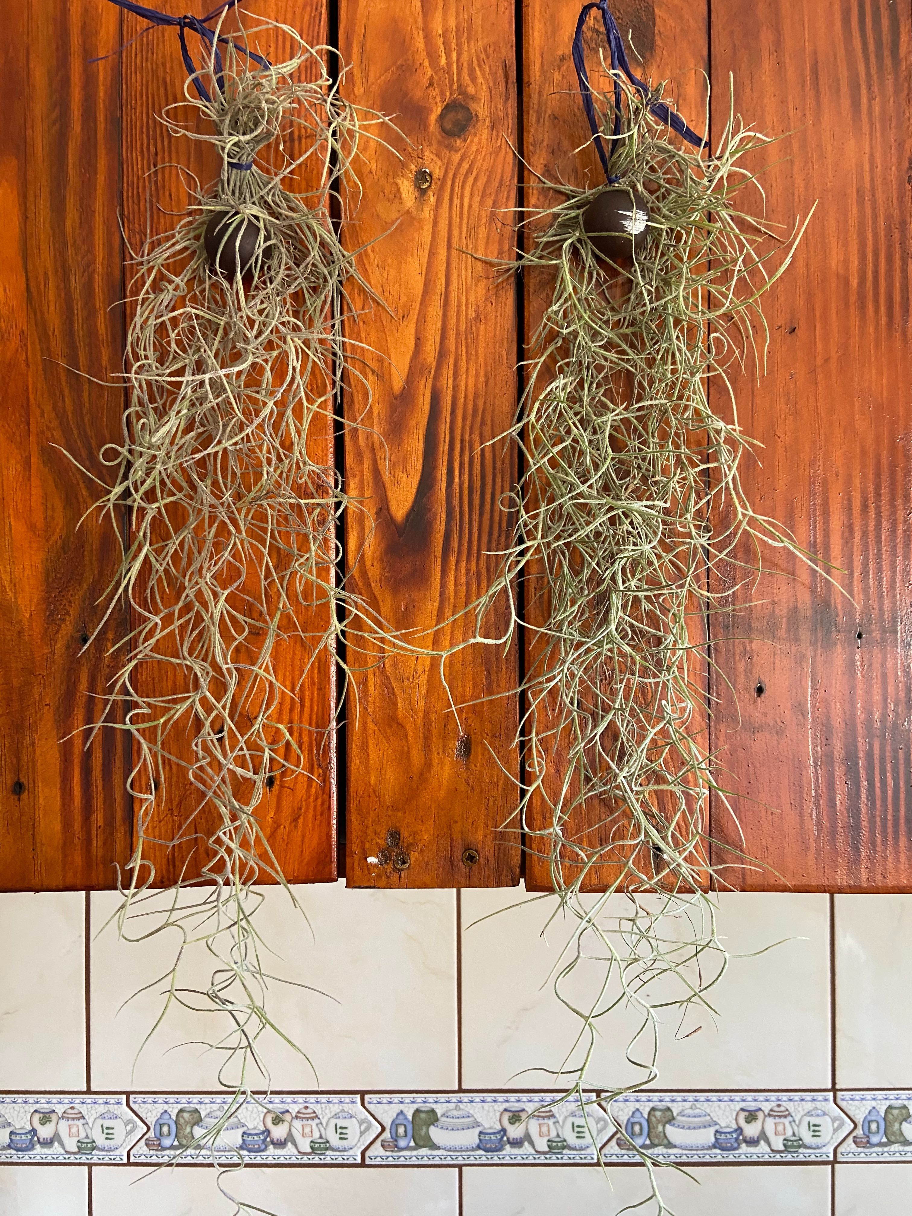 Barba-de-velho, Tillandsia usneoides