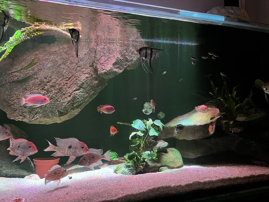 Akwarium 1100l tło strukturalne filtr ryby