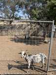 Cabras Algarvias