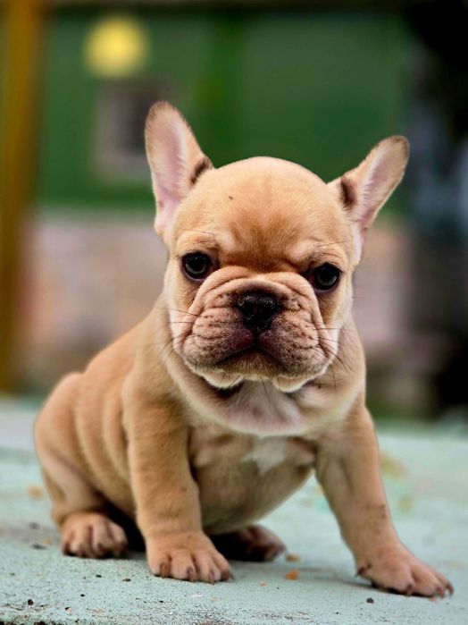 Bulldog francês Macho