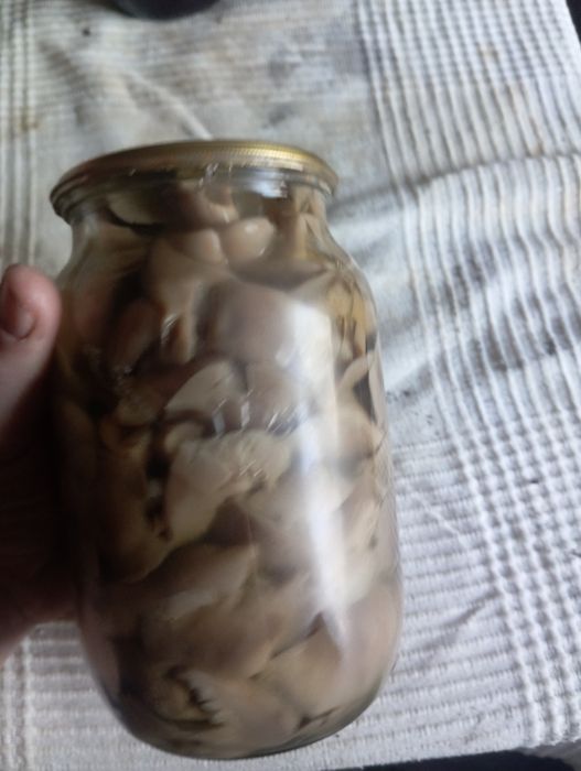 Рядовка їстівна  продам