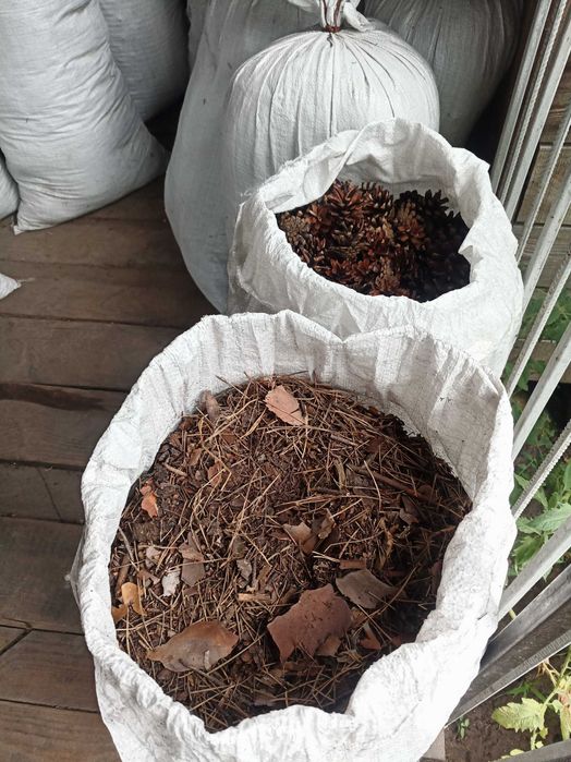 Хвойный (сосновый) опад, шишки для декора