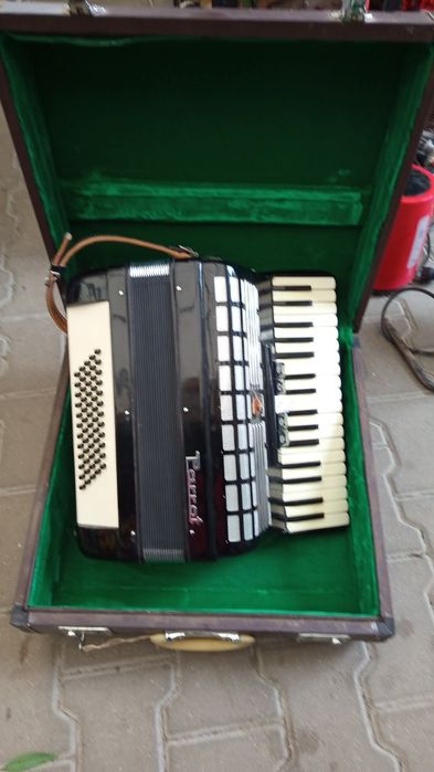 Akordeon parrot 60 basow