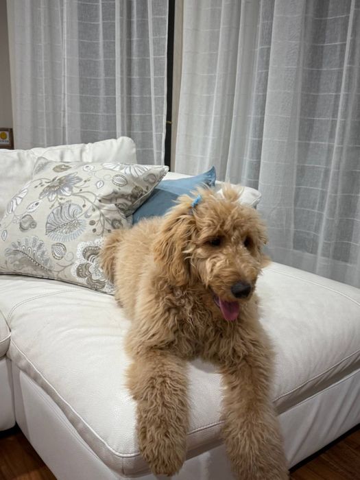 Лабродудлі чекають на шкіряних!