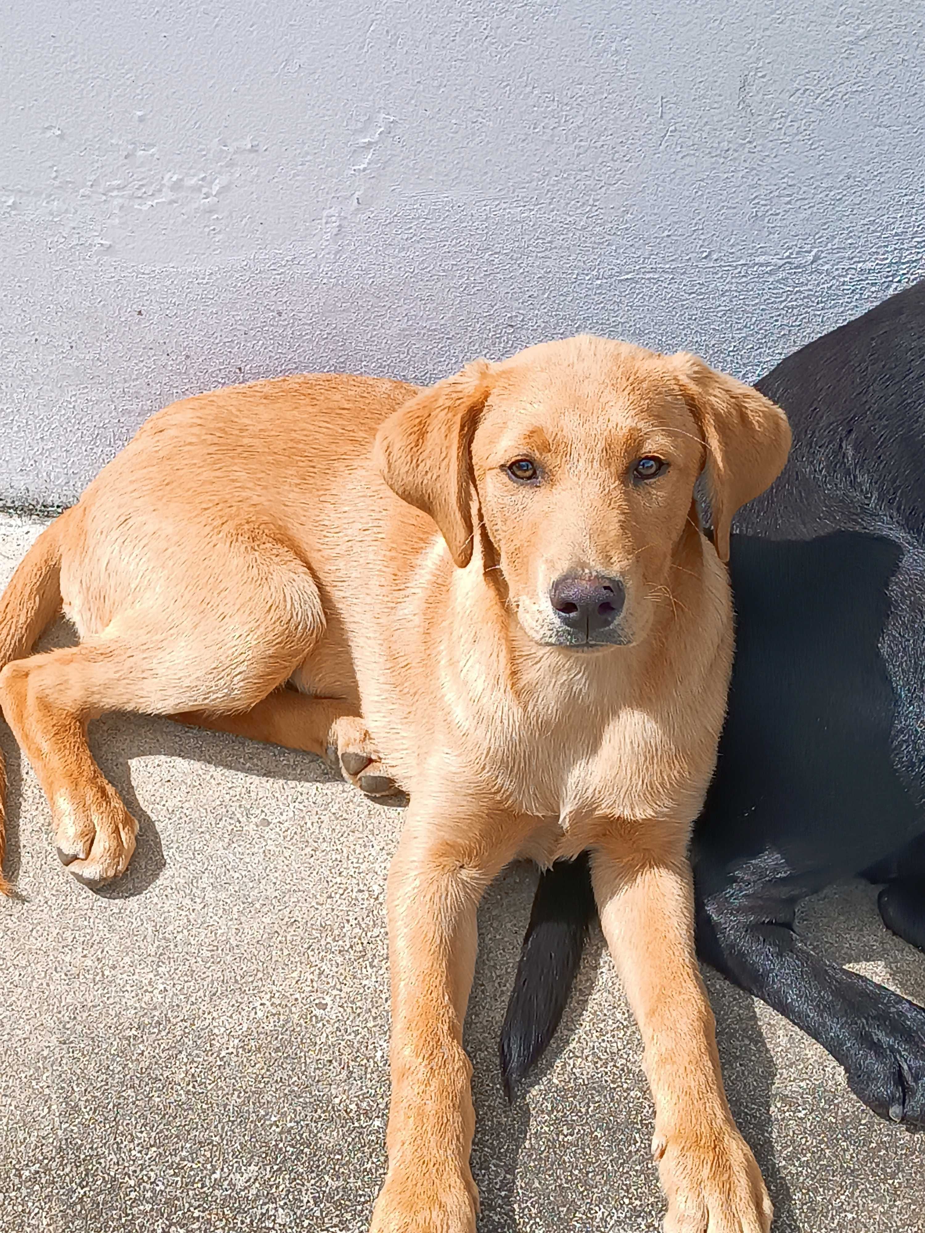 Filhote de mãe labrador  adoção