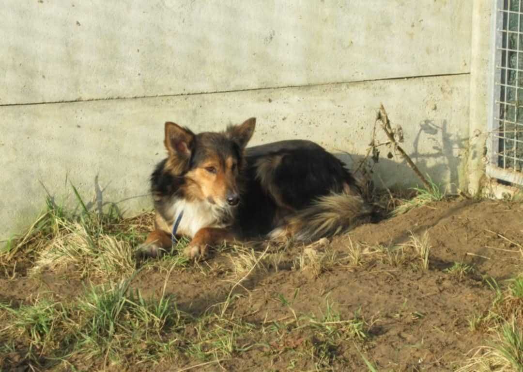 Piękny, przerażony BRATEK szuka domu !!