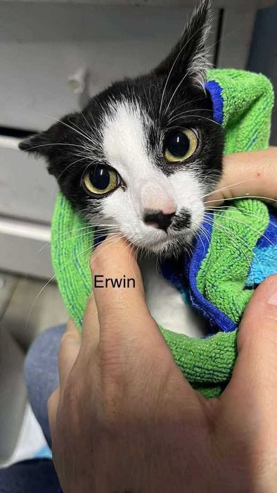 Pilne!! 6 mcz piekne wyjątkowe kotki czekają na opiekuna Żychlin