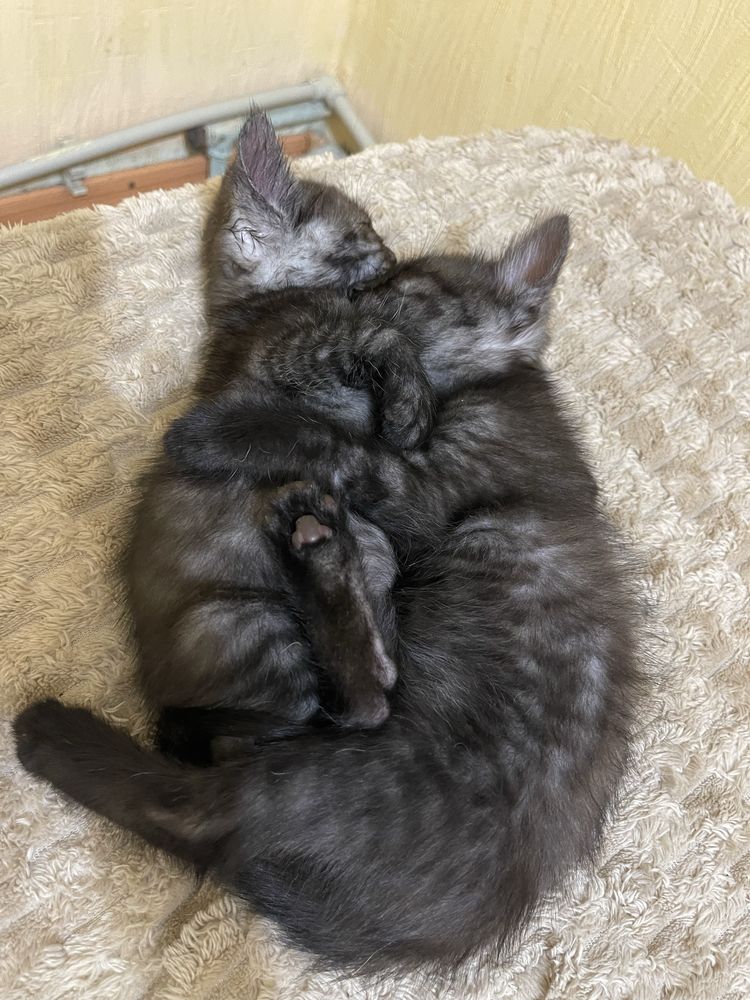Котики 1,5 міс. 1 дівчинка і 3 хлопця. Полу британці