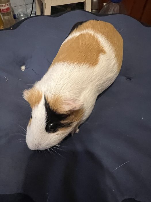 Морська свинка