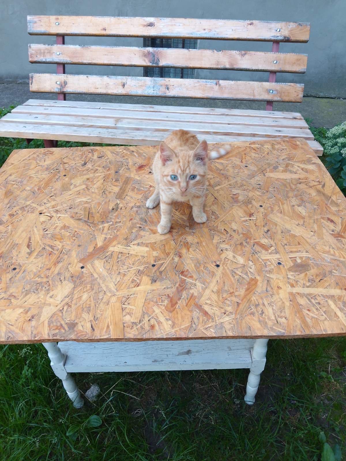 Кошенята, котики, біле кошеня, пухнасте, риже кошеня