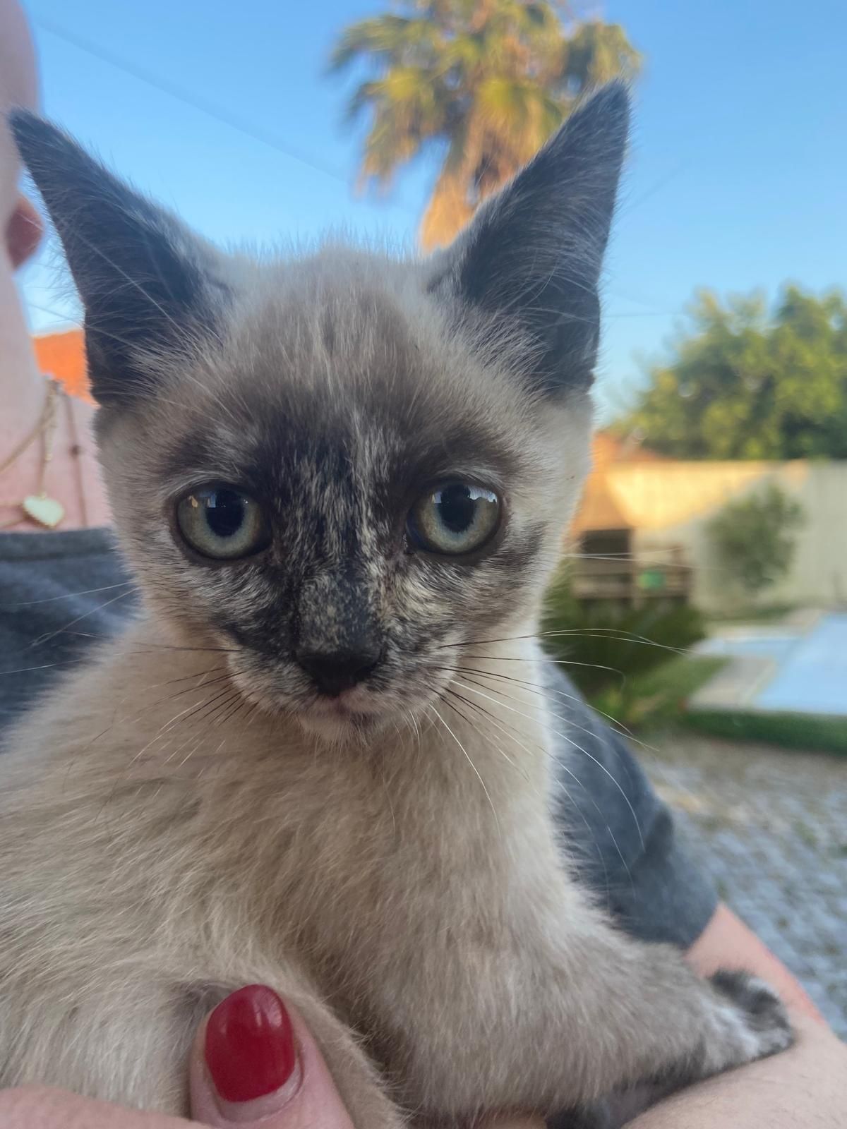 Gatinhas para adoção responsavel