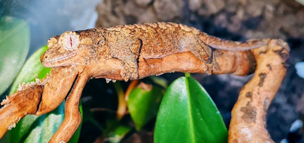 Mniarogekko chahoua Mainland Gekon omszały