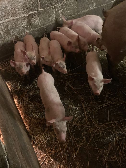 Продам поросята I Мастер+Петрен