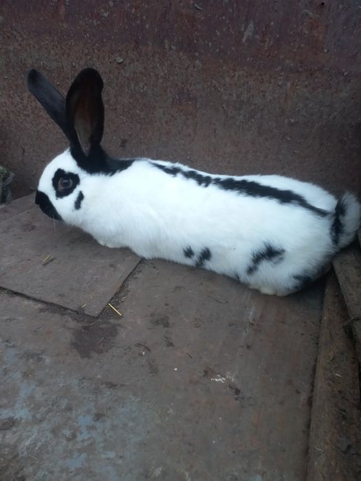 Молоді самки, породи строкач