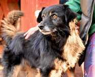 Mużik- mały piesek o bursztynowych oczach do adopcji!