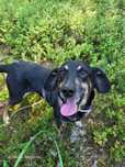 Pluto w typie jamnika do adopcji