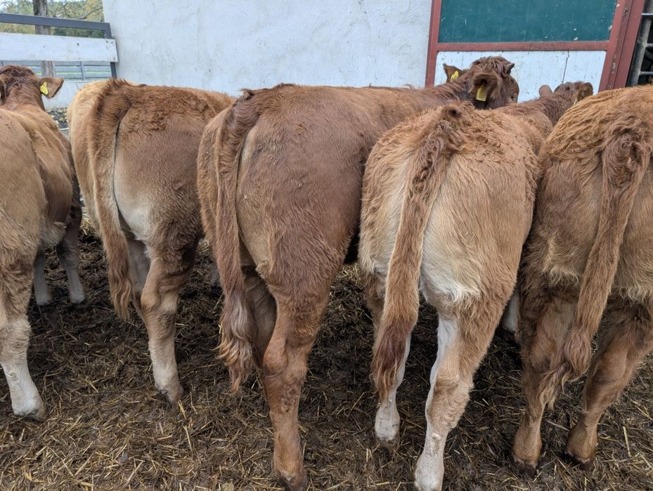 Sprzedam odsadki jałówki 50 sztuk polskie