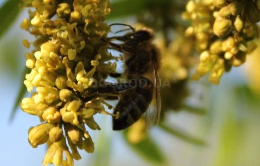 Гледичія насіння 2022 медонос