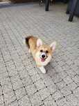 Welsh Corgi Pembroke Suczka