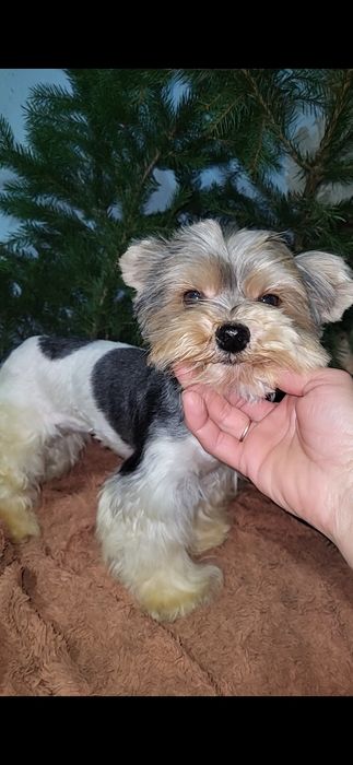 Бівер-йорк. Дівчинка. Міні.